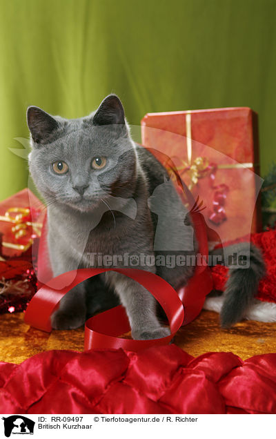 Britisch Kurzhaar / British Shorthair / RR-09497