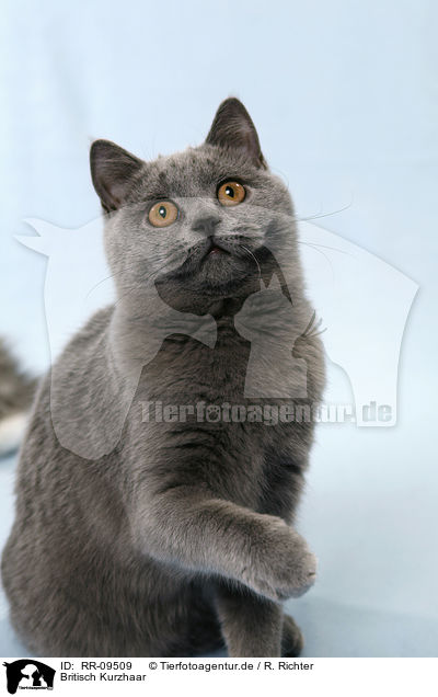 Britisch Kurzhaar / British Shorthair / RR-09509