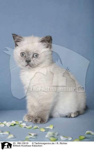 Britisch Kurzhaar Ktzchen / British Shorthair Kitten / RR-10619