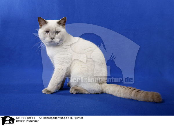 Britisch Kurzhaar / British Shorthair / RR-10644