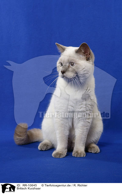 Britisch Kurzhaar / British Shorthair / RR-10645