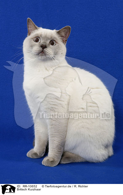 Britisch Kurzhaar / British Shorthair / RR-10652