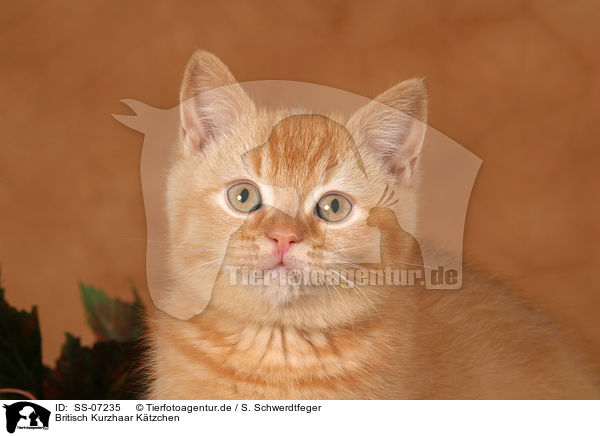 Britisch Kurzhaar Ktzchen / British shorthair kitten / SS-07235