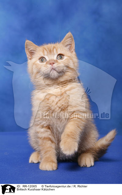 Britisch Kurzhaar Ktzchen / British Shorthair Kitten / RR-12065