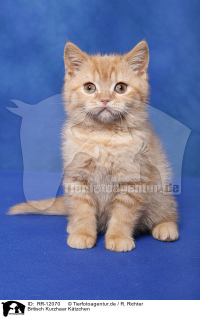 Britisch Kurzhaar Ktzchen / British Shorthair Kitten / RR-12070