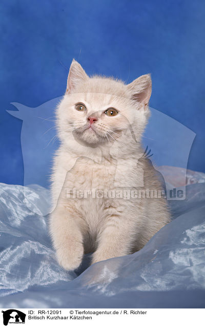 Britisch Kurzhaar Ktzchen / British Shorthair Kitten / RR-12091