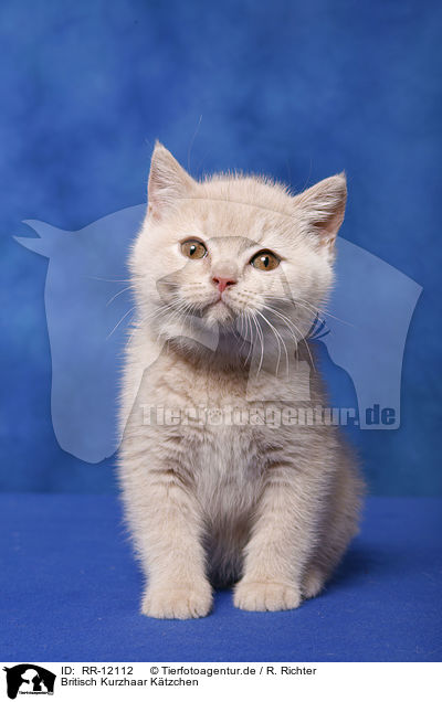 Britisch Kurzhaar Ktzchen / British Shorthair Kitten / RR-12112