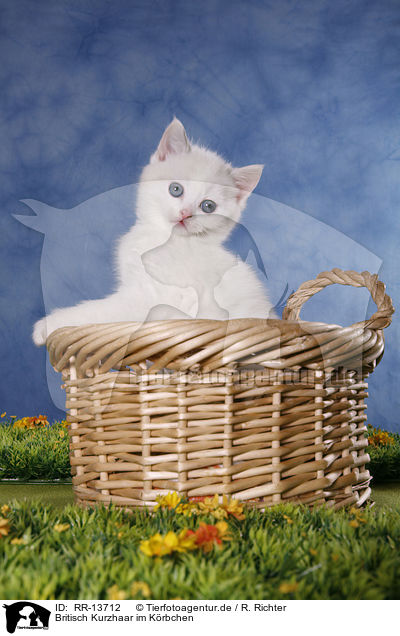 Britisch Kurzhaar im Krbchen / kitten in basket / RR-13712