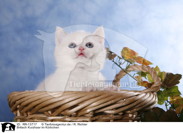 Britisch Kurzhaar im Krbchen / kitten in basket / RR-13717