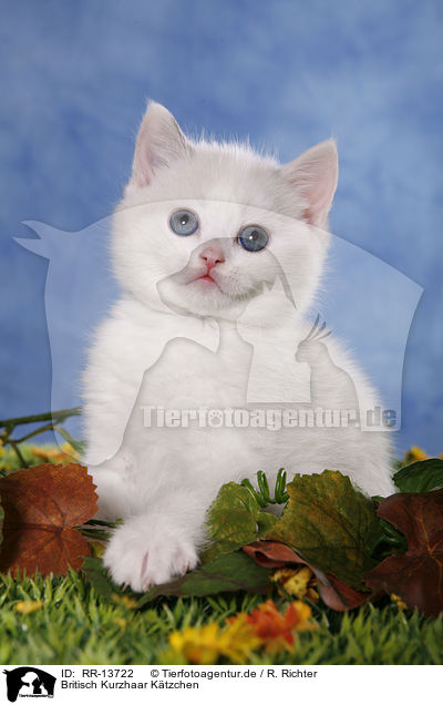 Britisch Kurzhaar Ktzchen / British Shorthair Kitten / RR-13722