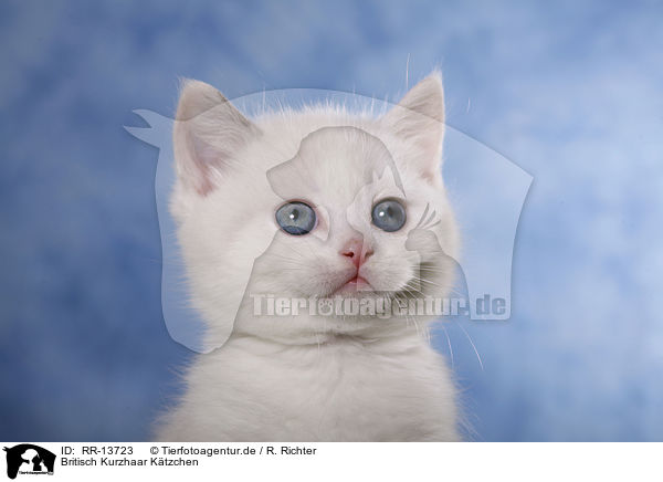 Britisch Kurzhaar Ktzchen / British Shorthair Kitten / RR-13723