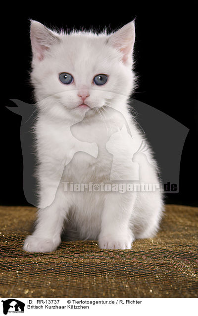 Britisch Kurzhaar Ktzchen / British Shorthair Kitten / RR-13737