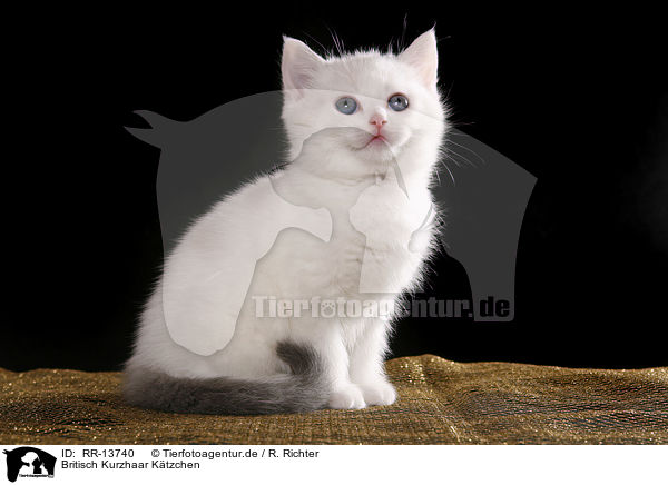 Britisch Kurzhaar Ktzchen / British Shorthair Kitten / RR-13740