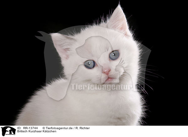 Britisch Kurzhaar Ktzchen / British Shorthair Kitten / RR-13744