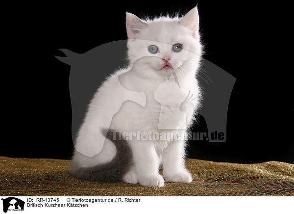 Britisch Kurzhaar Ktzchen / British Shorthair Kitten / RR-13745