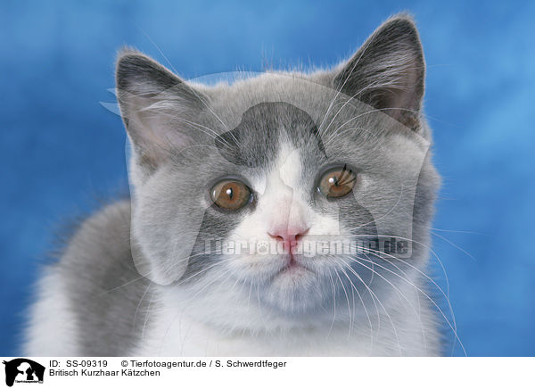 Britisch Kurzhaar Ktzchen / British Shorthair Kitten / SS-09319