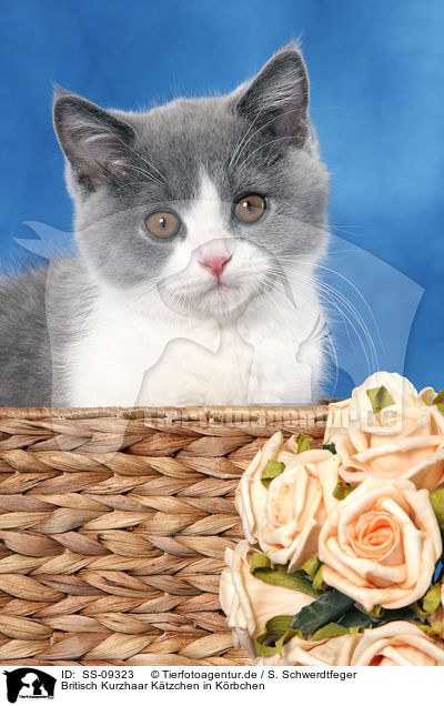 Britisch Kurzhaar Ktzchen in Krbchen / British Shorthair Kitten in basket / SS-09323