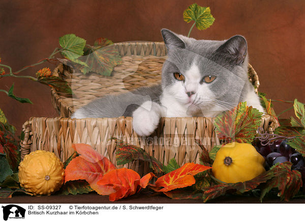 Britisch Kurzhaar im Krbchen / British Shorthair in basket / SS-09327