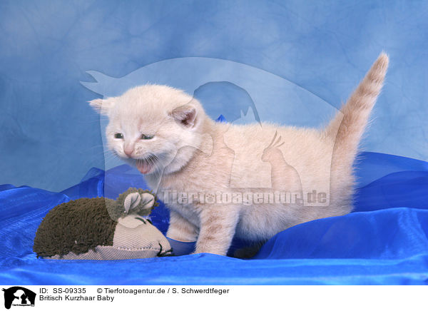 Britisch Kurzhaar Baby / British Shorthair baby / SS-09335