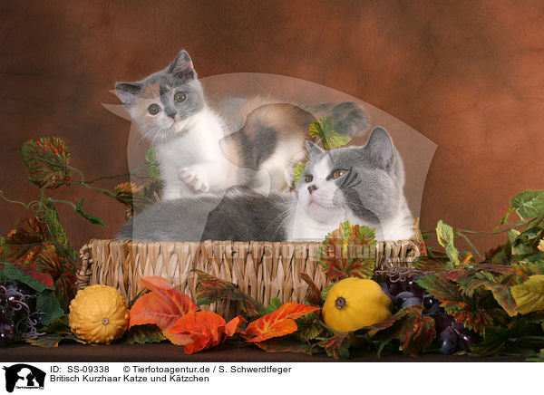 Britisch Kurzhaar Katze und Ktzchen / British Shorthair cat and kitten / SS-09338