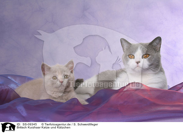 Britisch Kurzhaar Katze und Ktzchen / British Shorthair cat and kitten / SS-09345