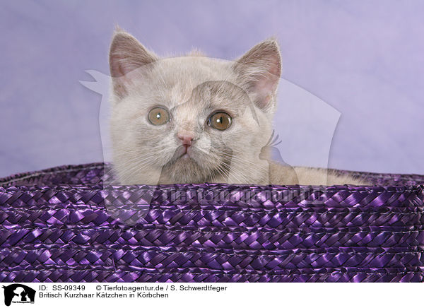 Britisch Kurzhaar Ktzchen in Krbchen / British Shorthair Kitten in basket / SS-09349