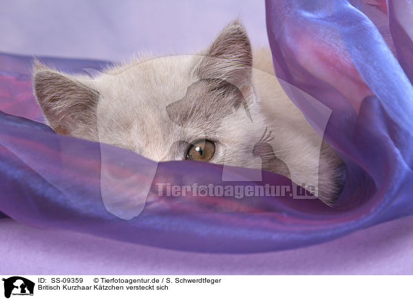 Britisch Kurzhaar Ktzchen versteckt sich / hiding British Shorthair Kitten / SS-09359