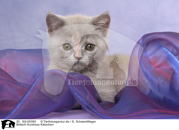 Britisch Kurzhaar Ktzchen / British Shorthair Kitten / SS-09360