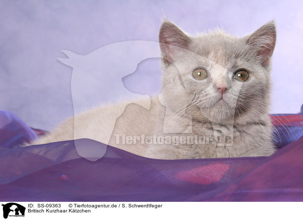 Britisch Kurzhaar Ktzchen / British Shorthair Kitten / SS-09363