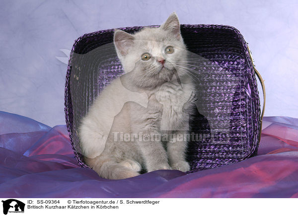 Britisch Kurzhaar Ktzchen in Krbchen / British Shorthair Kitten in basket / SS-09364