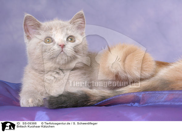 Britisch Kurzhaar Ktzchen / British Shorthair Kitten / SS-09366