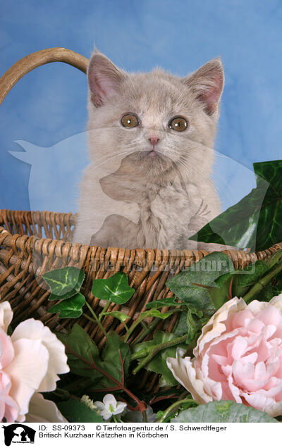 Britisch Kurzhaar Ktzchen in Krbchen / British Shorthair Kitten in basket / SS-09373