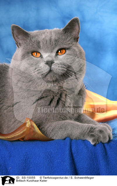 Britisch Kurzhaar Kater / British Shorthair tomcat / SS-10055