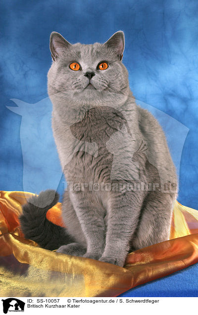 Britisch Kurzhaar Kater / British Shorthair tomcat / SS-10057