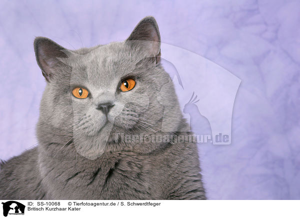 Britisch Kurzhaar Kater / British Shorthair tomcat / SS-10068