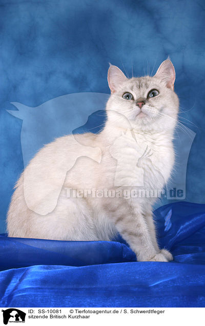 sitzende Britisch Kurzhaar / sitting British Shorthair / SS-10081