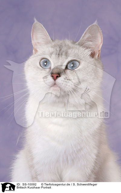 Britisch Kurzhaar Portrait / British Shorthair Portrait / SS-10092