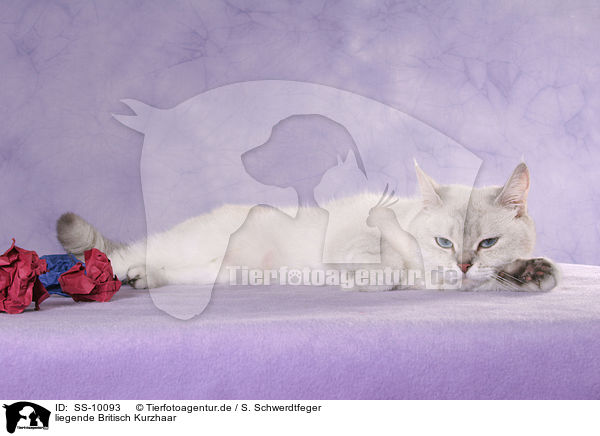 liegende Britisch Kurzhaar / lying British Shorthair / SS-10093