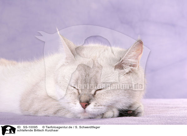 schlafende Britisch Kurzhaar / sleeping British Shorthair / SS-10095