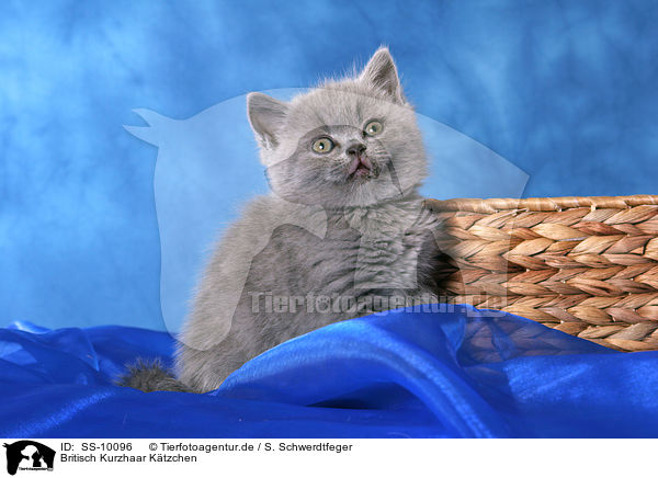 Britisch Kurzhaar Ktzchen / British Shorthair Kitten / SS-10096