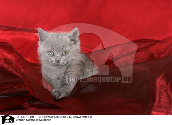 Britisch Kurzhaar Ktzchen / British Shorthair Kitten / SS-10105