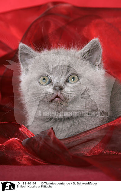 Britisch Kurzhaar Ktzchen / British Shorthair Kitten / SS-10107