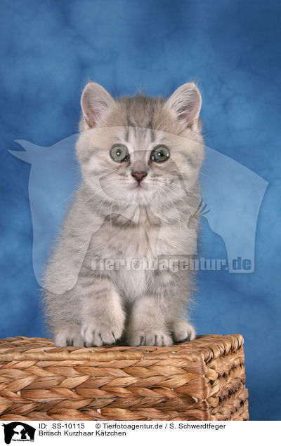 Britisch Kurzhaar Ktzchen / British Shorthair Kitten / SS-10115