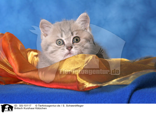 Britisch Kurzhaar Ktzchen / British Shorthair Kitten / SS-10117