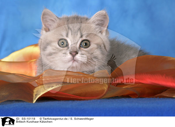 Britisch Kurzhaar Ktzchen / British Shorthair Kitten / SS-10118