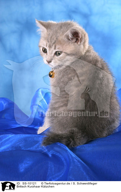 Britisch Kurzhaar Ktzchen / British Shorthair Kitten / SS-10121