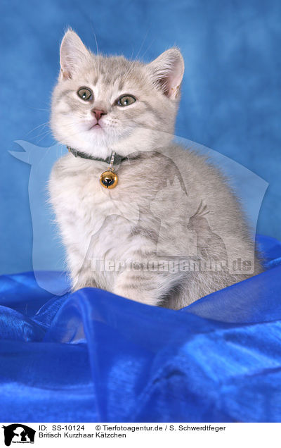 Britisch Kurzhaar Ktzchen / British Shorthair Kitten / SS-10124