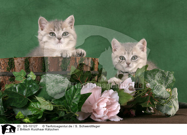 2 Britisch Kurzhaar Ktzchen / 2 British Shorthair Kitten / SS-10127