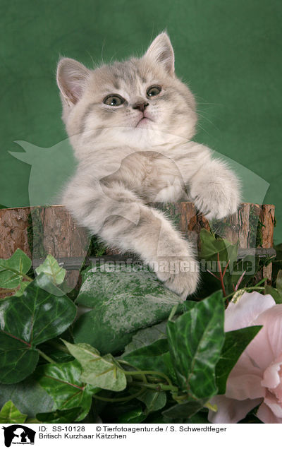 Britisch Kurzhaar Ktzchen / British Shorthair Kitten / SS-10128