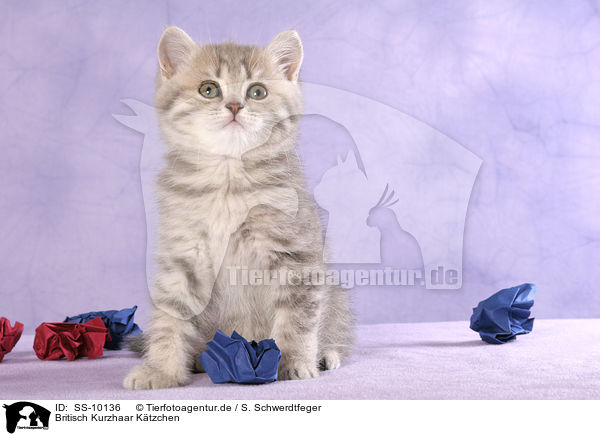 Britisch Kurzhaar Ktzchen / British Shorthair Kitten / SS-10136